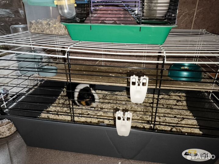 Морская свинка с клеткой