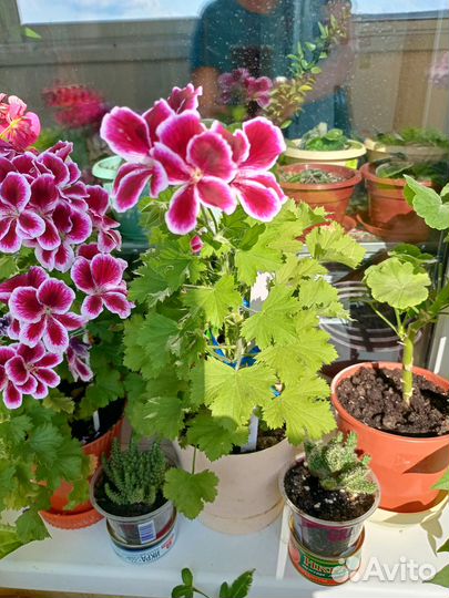 Комнатные растения цветы бесплатно