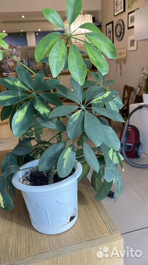 Комнатные цветы: орхидея, шефлера, хлорофитум