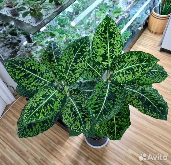 Диффенбахия Рефлектор