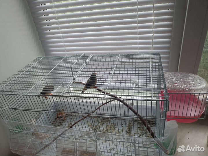 Зебровая крупная амадина