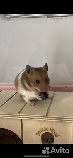 Возьму животное на передержку