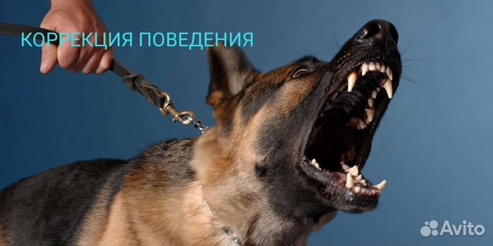 Дрессировка. Профессиональный уровень. Гарантия