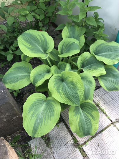 Хосты, ирисы, флокс растрепаный, ромашка, спирея