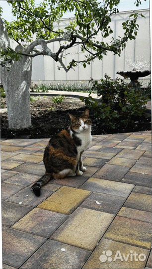 Прочная Тротуарная Плитка минимальный объем 120 м2