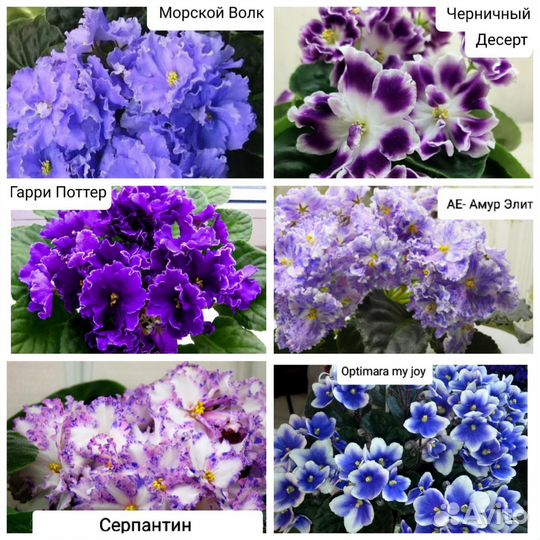 Фиалки лист срез, детки, стартеры, цветущие