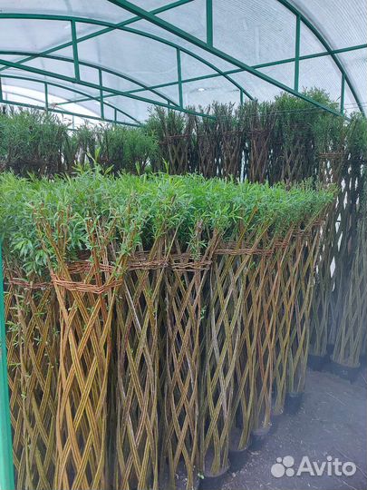 Плетеные деревья из ивы