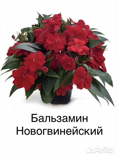 Рассада овощей и цветов