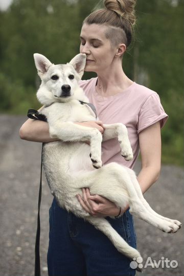 Лютоволк - белый щенок, метис хаски в добрые руки