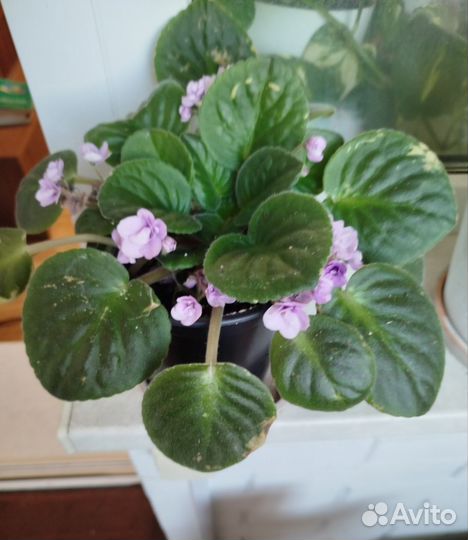 Фиалка фиолетовая нежная