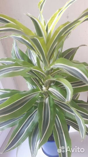 Драцена вариегатная