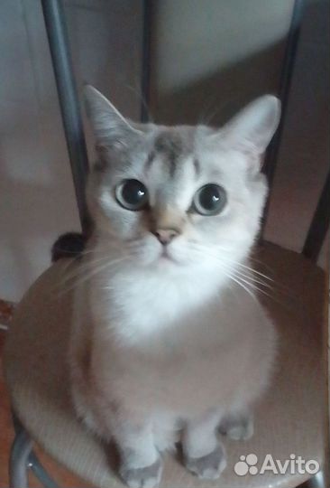 Шотландская кошечка