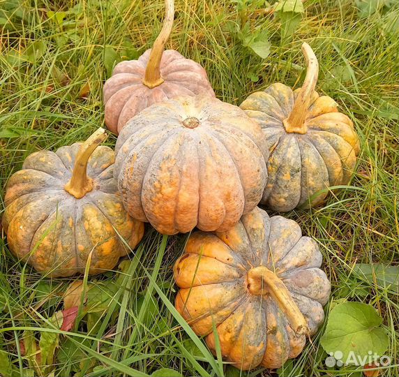 Тыква Когеку.Семена на посадку