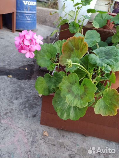 Пеларгония герань