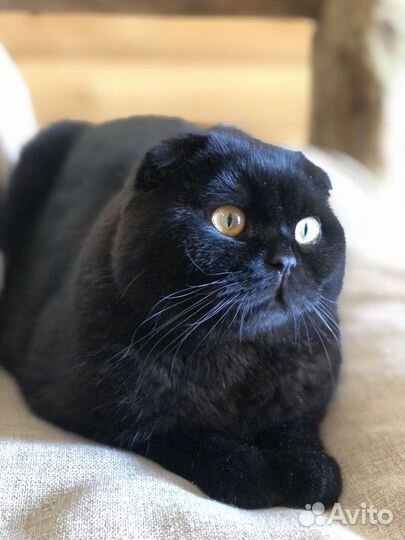 Вислоухий кот