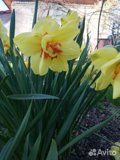 Луковицы нарциссов
