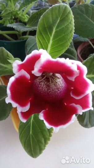 Глоксиния цветущая