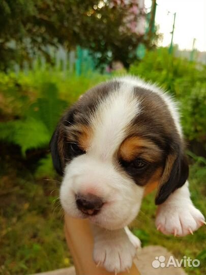 Щенки бигль