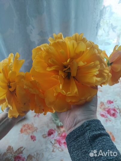 Луковицы тюльпанов 50р