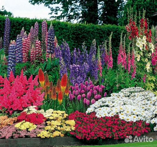 Многолетники в ассортименте