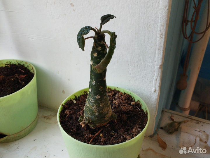 Каудексные растения