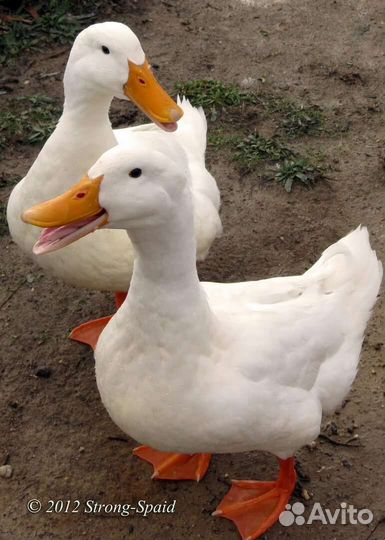 Чери велли. Стар 53. ск 6