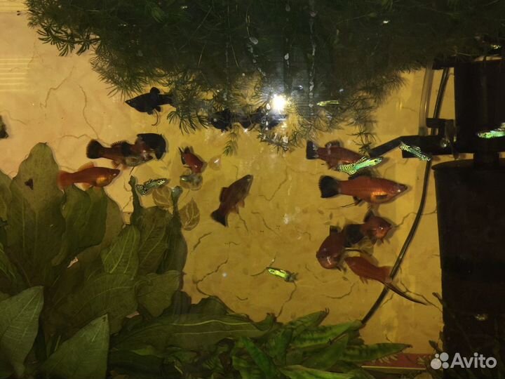 Аквариумные рыбки