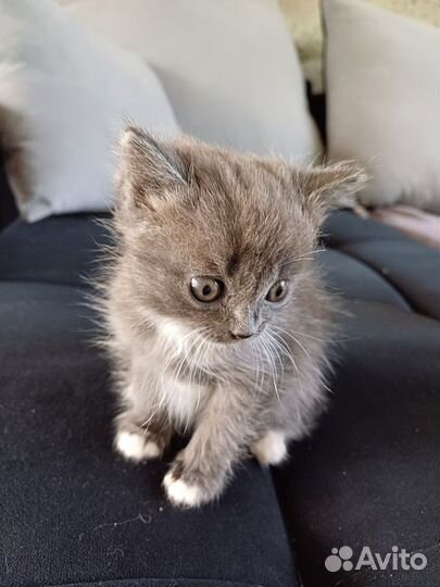 Кошка в дар бесплатно