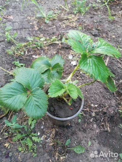 Гиппиаструм