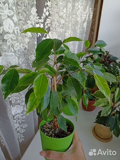 Фикус бенджамина плетеный