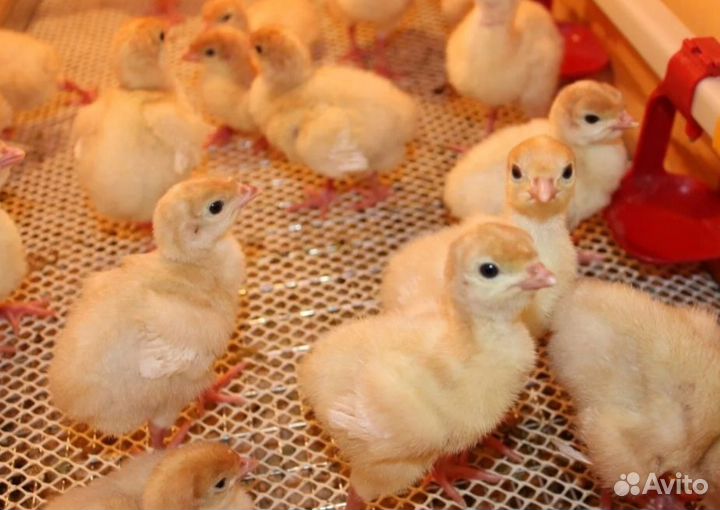 Индейка оптом