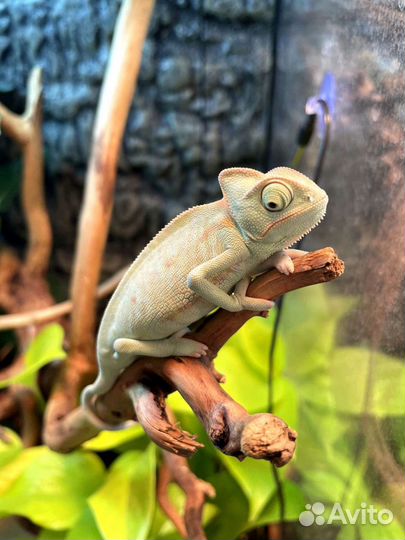 Хамелеон