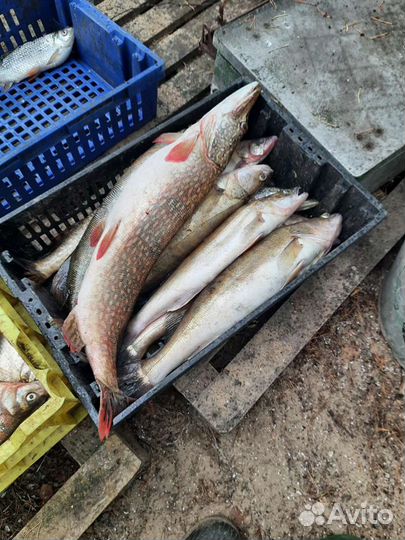 Рыба (свежая, мороженая, вяленая )