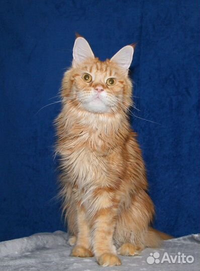 Мейн-кун кошечка