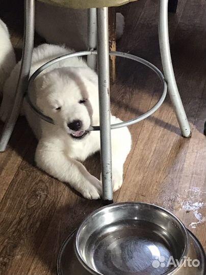 Щенки сао алабай