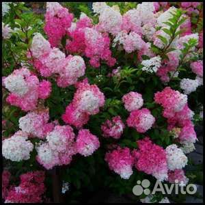Гортензия саженцы