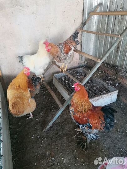 Инкубационное яйцо