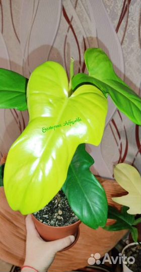 Филодендрон Виолин Голд