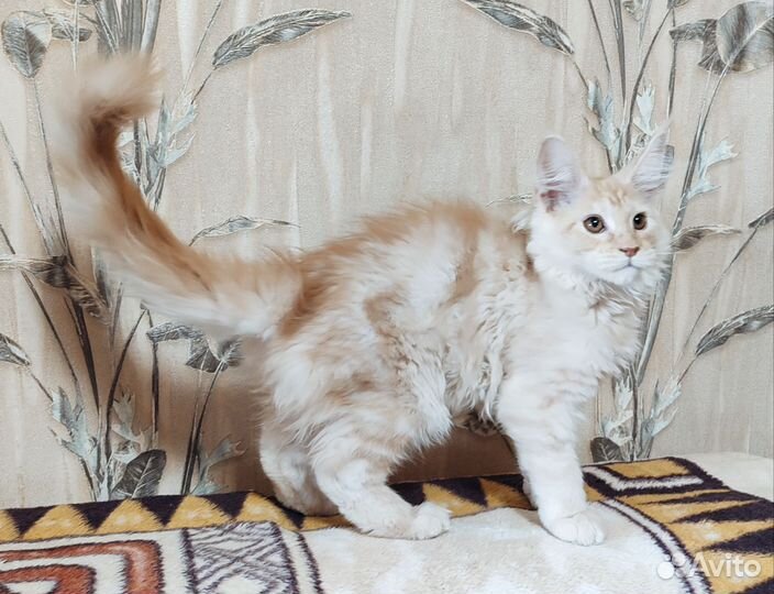 Котёнок мейн-кун