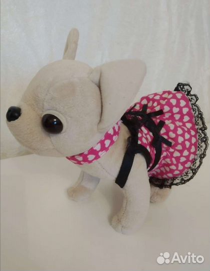 Собака Chi Chi love