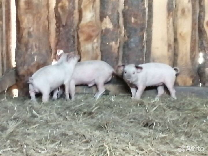 Продам поросят порода см-1местная