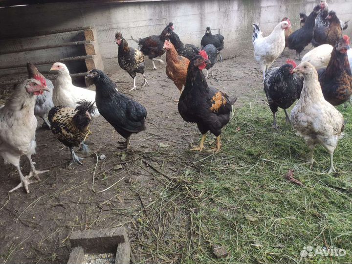 Красивые петухи