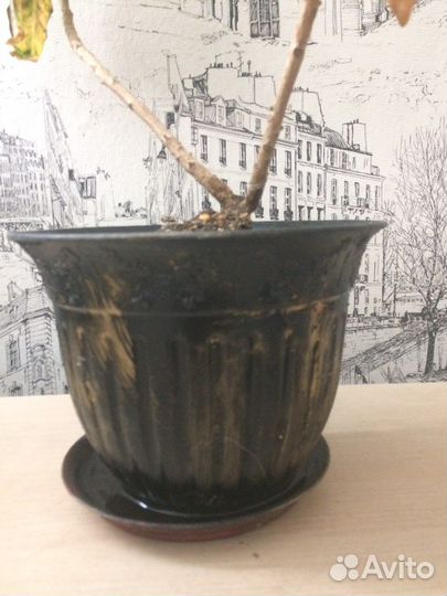 Кротон. Амаралис. Комнатные