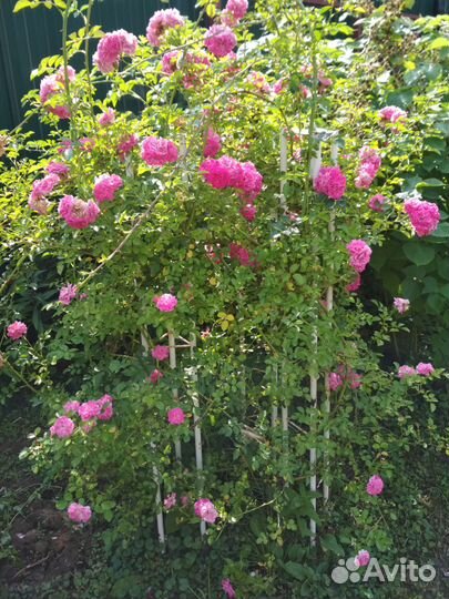 Саженец розы плетистой