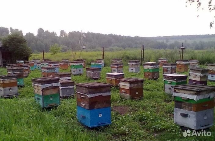 Мед Алтайский оптом