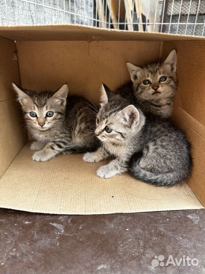 Мурочки ищут дом