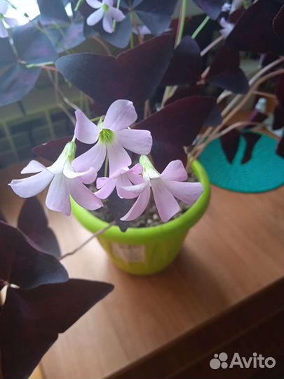 Кислица оксалис