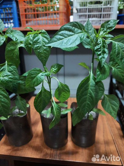 Рассада помидор, перцев, сельдерей