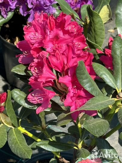 Рододендрон