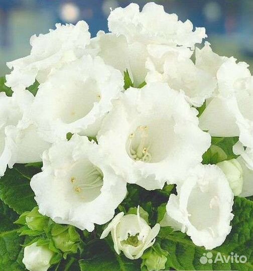 Лист глоксинии укорененный, детки